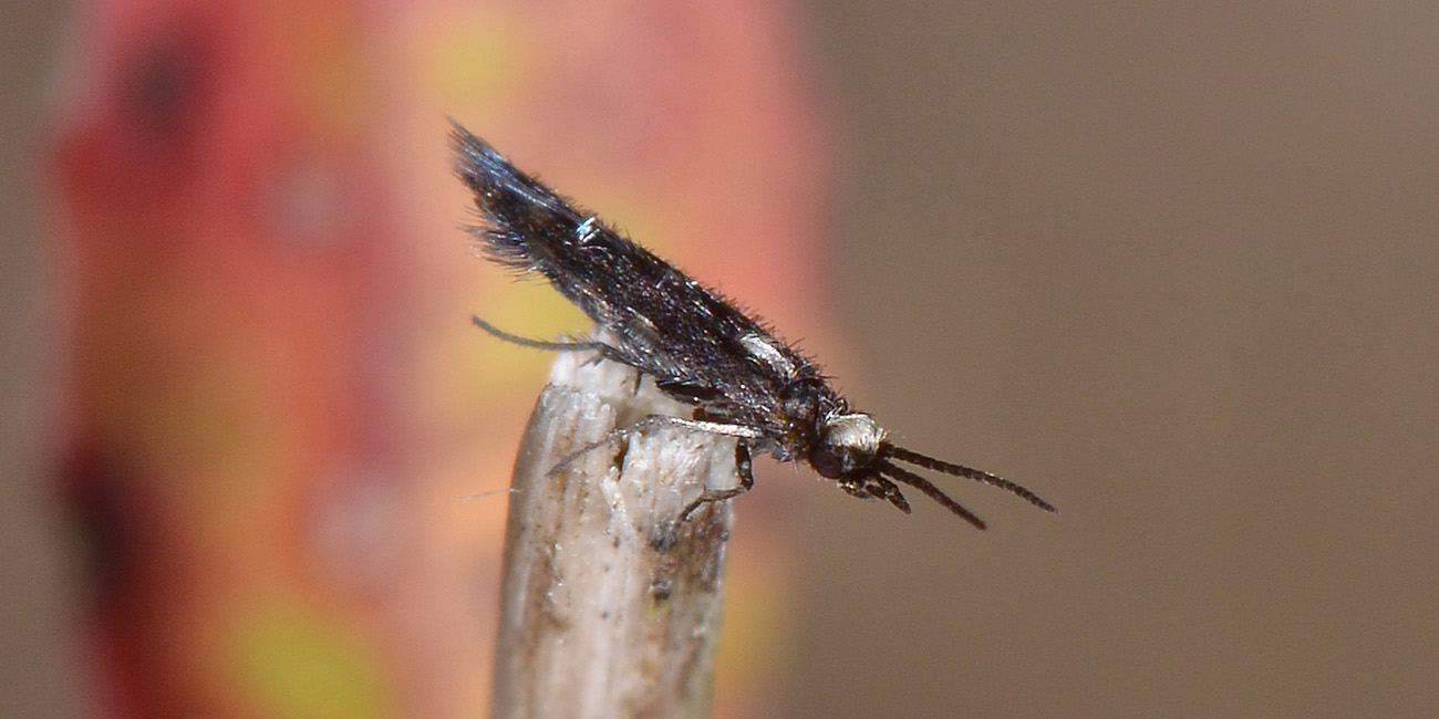 Hydroptilidae: Hydroptila sp.